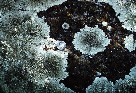 File:Lichen01.jpg
