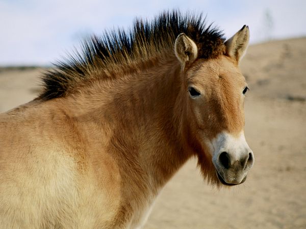 File:WildHorse01.jpg