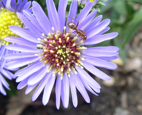 File:Antaster lg.jpg