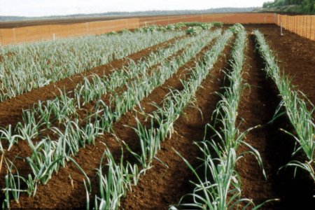 File:FoodCrops01.jpg